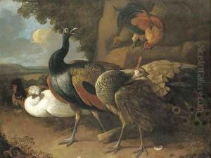 A peacock, a peahen, poultry and other birds in a rocky landscape
