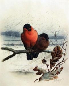 Bullfinches In Winter