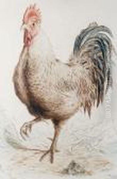 A Cockerel - view 1