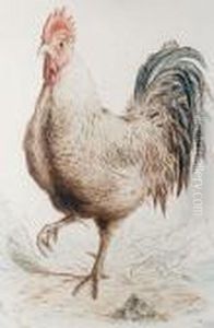A Cockerel by Henry Bright