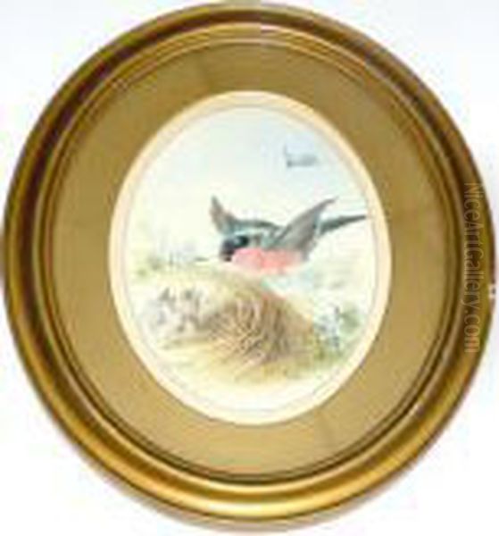Chaffinch - view 1