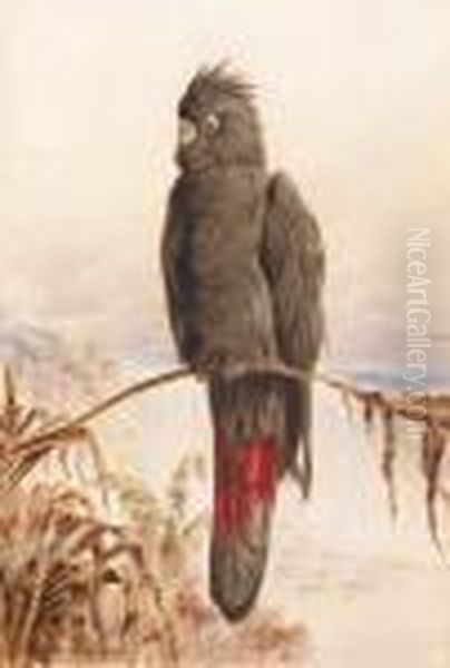 Australian Red-tailed Black Cockatoo - view 1