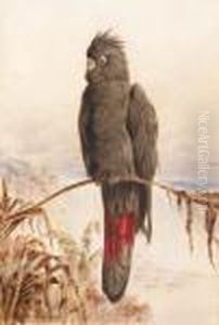 Australian Red-tailed Black Cockatoo by Henry Bright