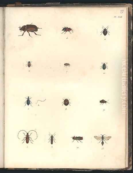 Beetles and Wasps - view 1