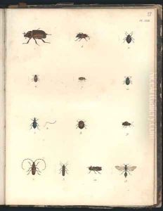 Beetles and Wasps by Humboldt, Friedrich Alexander, Baron von