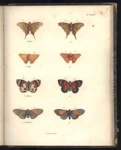 Lepidoptera