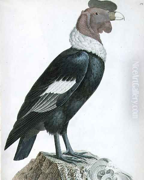 Andean Condor Vultur gryphus - view 1