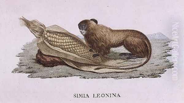 Simia Leonina - view 1