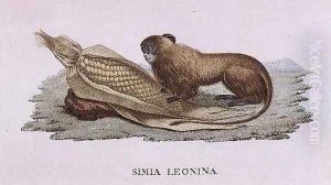 Simia Leonina by Humboldt, Friedrich Alexander, Baron von