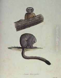 Simia Trivirgata by Humboldt, Friedrich Alexander, Baron von