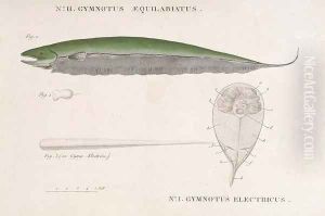 Gymnotus Aequilabiatus and Gymnotus Electricus from Receuil dobservations de zoologie Gymnotus Aequilabiatus and Gymnotus Electricus from Receuil dobservations de zoologie