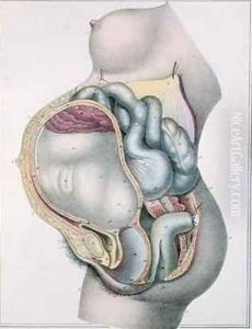 Anatomy of a pregnant woman from Manuel dAnatomie descriptive du Corps Humain by Haincelin