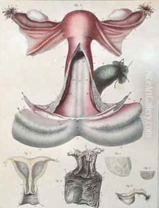 Anatomy of the uterus from Manuel dAnatomie descriptive du Corps Humain by Haincelin