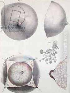 Anatomy of the breast from Manuel dAnatomie descriptive du Corps Humain Anatomy of the breast from Manuel dAnatomie descriptive du Corps Humain