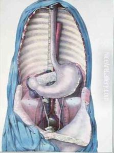 Anatomy of the oesophagus and the stomach from Manuel dAnatomie descriptive du Corps Humain by Haincelin