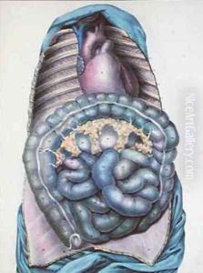 Anatomy of the large intestine from Manuel dAnatomie descriptive du Corps Humain by Haincelin