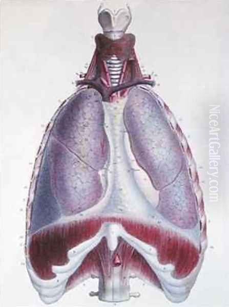 Anatomy of the lungs from Manuel dAnatomie descriptive du Corps Humain - view 1
