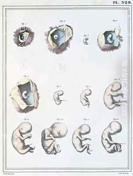 Diagram showing the stages of embryonic development, from Manuel dAnatomie Descriptive du Corps Humain - view 1