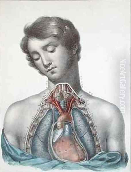 The heart and organs in the chest from Manuel dAnatomie descriptive du Corps Humain - view 1