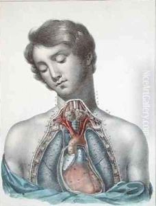 The heart and organs in the chest from Manuel dAnatomie descriptive du Corps Humain by Haincelin