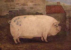 Jumbo 16 months old 41 stone bred by J Young Newholm Yorkshire by William Henderson