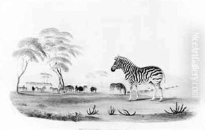 Equus burchelli or Burchells Zebra
