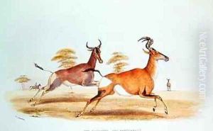 The Sassaybe and the Hartebeest by William Cornwallis Harris