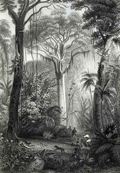 Scene in a Brazilian Forest - view 1