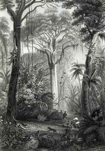 Scene in a Brazilian Forest by Henry George Hine