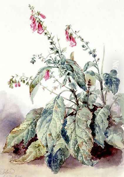 Foxgloves - view 1