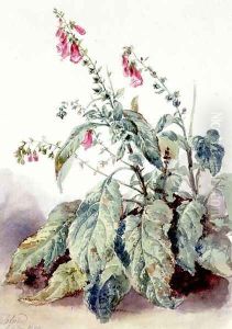 Foxgloves by John Adam P. Houston