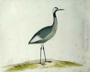 A Crane