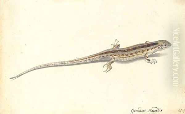 A wall lizard (Lacerta vivipara) - view 1