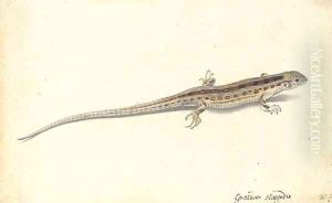 A wall lizard (Lacerta vivipara) by Pieter the Younger Holsteyn