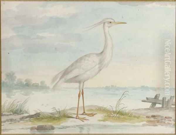 A white heron - view 1