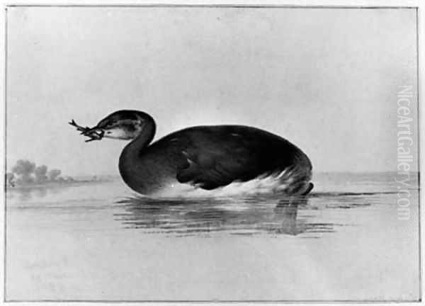 A Moorhen with a Fish in its Beak - view 1