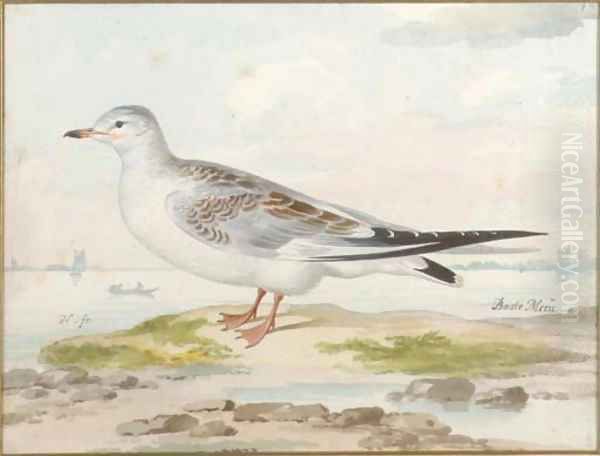 A seagull - view 1