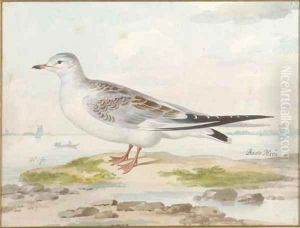 A seagull