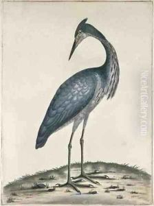 A Heron by William Hayes