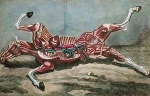 Anatomy of a horse from Cours dHippiatrique ou Traite Complet de la Medecine des Chevaux