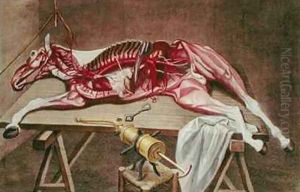 Dissection of a horse from Cours dHippiatrique ou Traite Complet de la Medecine des Chevaux by Harguinier
