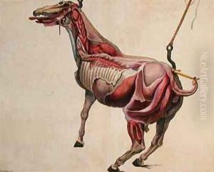 Flayed horse from Cours dHippiatrique ou Traite Complet de la Medecine des Chevaux