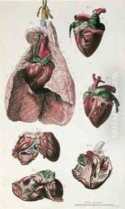 Internal organs of a horse from Cours dHippiatrique ou Traite Complet de la Medecine des Chevaux by Harguinier
