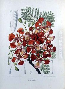 Poinciana Regia by Hoola van Nooten, Berthe