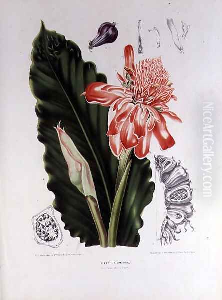 Elettaria Speciosa - view 1
