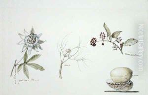 Passions flower anis and coriander by Anne Marguerite Hyde de Neuville