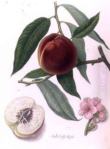 Nectarine Neals Early Purple by William Hooker