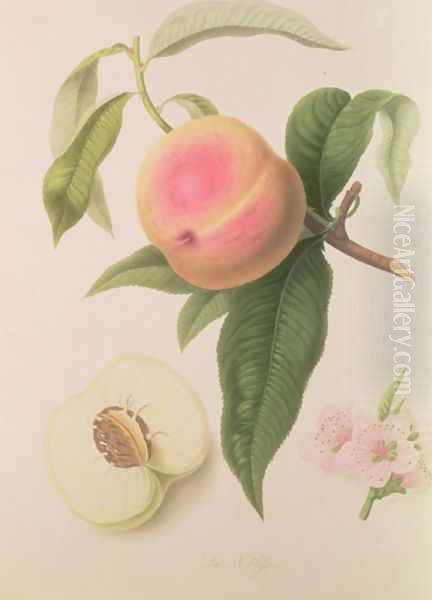 Noblesse Peach - view 1