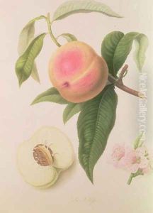 Noblesse Peach by William Hooker