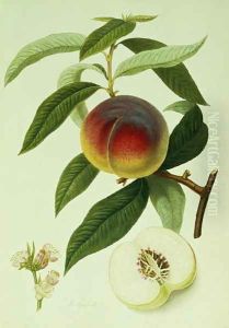 The Galande Peach by William Hooker